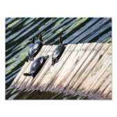 Turtle-Erholung Fotodruck (Vorne)