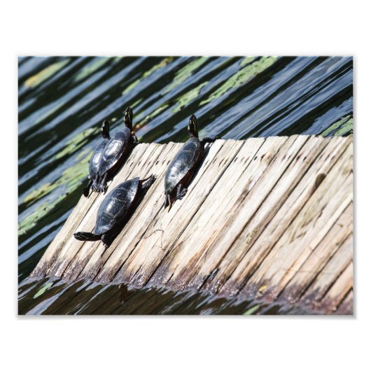 Turtle-Erholung Fotodruck (Vorne)