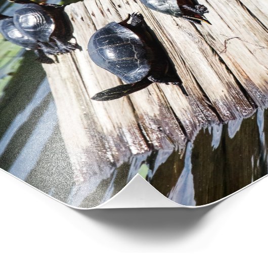 Turtle-Erholung Fotodruck (Ecke)