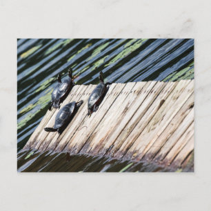 Turtle-Erholung Postkarte