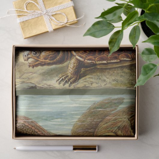 Turtle Ernst Haeckel Dekoupage Tissue Paper Seidenpapier (Geschenk)