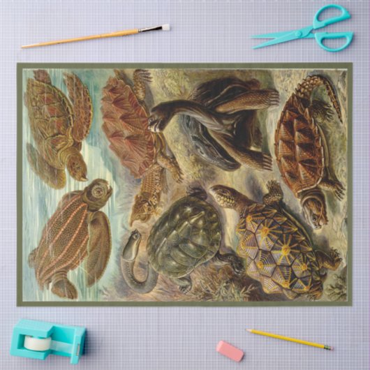 Turtle Ernst Haeckel Dekoupage Tissue Paper Seidenpapier (Basteln)
