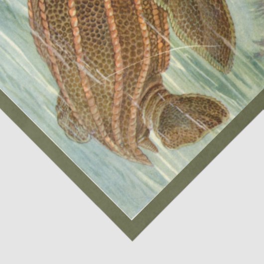 Turtle Ernst Haeckel Dekoupage Tissue Paper Seidenpapier (Ausschnitt)