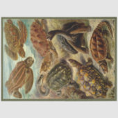 Turtle Ernst Haeckel Dekoupage Tissue Paper Seidenpapier (Vorderseite)