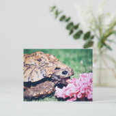 TURTLE ESSEN EINER BLUME POSTCARD POSTKARTE (Stehend Vorderseite)