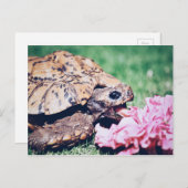 TURTLE ESSEN EINER BLUME POSTCARD POSTKARTE (Vorne/Hinten)