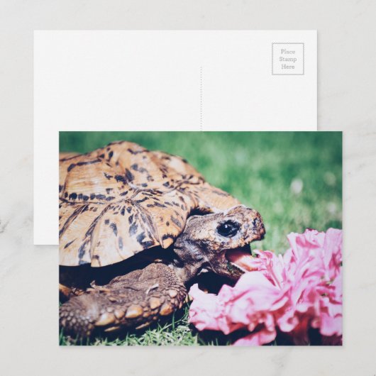 TURTLE ESSEN EINER BLUME POSTCARD POSTKARTE (Vorne/Hinten)