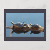 Turtle Family Sunning on a Log Postcard Postkarte (Vorderseite)