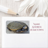 Turtle-Foto (Insitu)