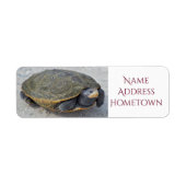 Turtle-Foto (Vorne)
