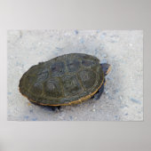 Turtle-Foto Poster (Vorne)