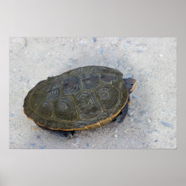 Turtle-Foto Poster