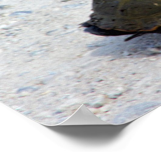 Turtle-Foto Poster (Ecke)