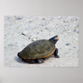 Turtle-Foto Poster (Vorne)
