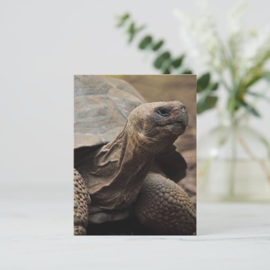 Turtle-Foto Postkarte (Stehend Vorderseite)