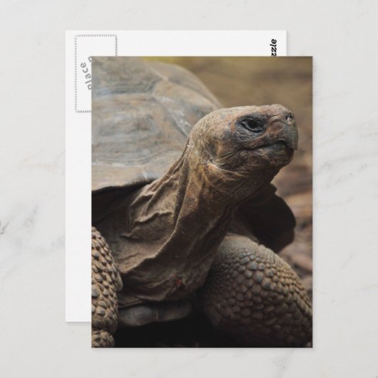 Turtle-Foto Postkarte (Vorne/Hinten)