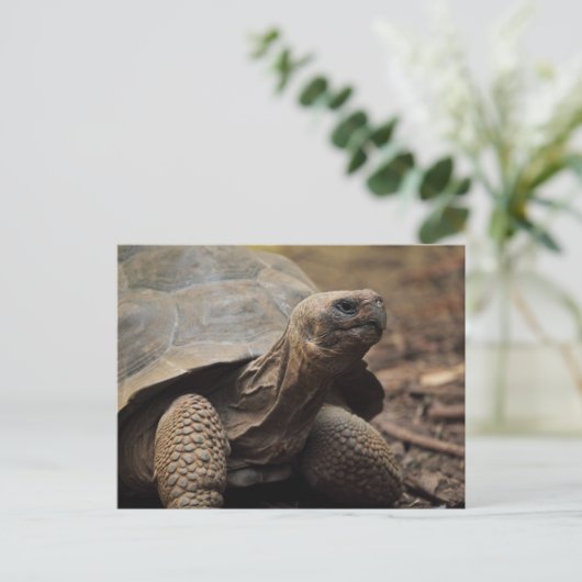 Turtle-Foto Postkarte (Stehend Vorderseite)