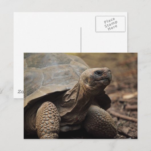 Turtle-Foto Postkarte (Vorne/Hinten)