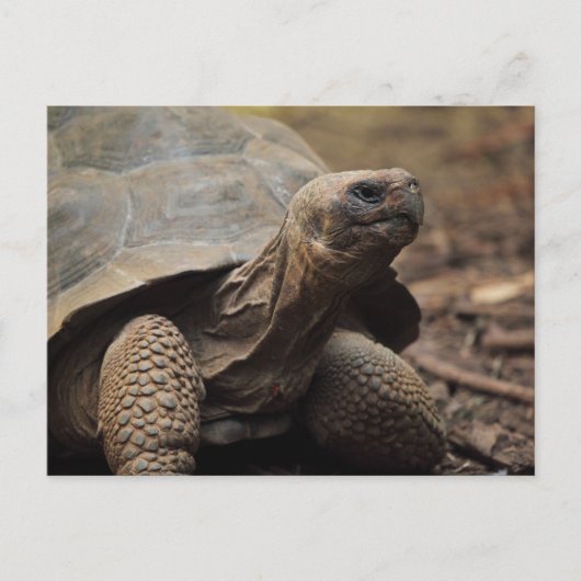 Turtle-Foto Postkarte (Vorderseite)