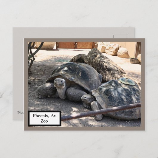Turtle Friends Phoenix, Postkarte (Vorne/Hinten)