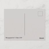 Turtle Friends Phoenix, Postkarte (Rückseite)