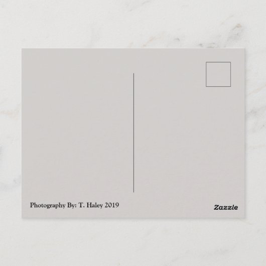 Turtle Friends Phoenix, Postkarte (Rückseite)