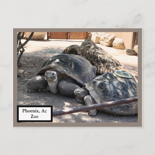 Turtle Friends Phoenix, Postkarte (Vorderseite)