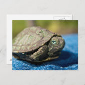 Turtle Hatchling on Denim Postcard Postkarte (Vorne/Hinten)
