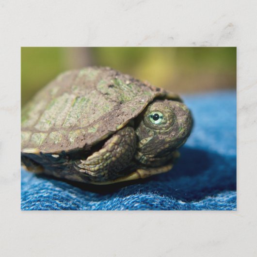 Turtle Hatchling on Denim Postcard Postkarte (Vorderseite)