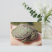 Turtle Hatchling Postcard Postkarte (Stehend Vorderseite)