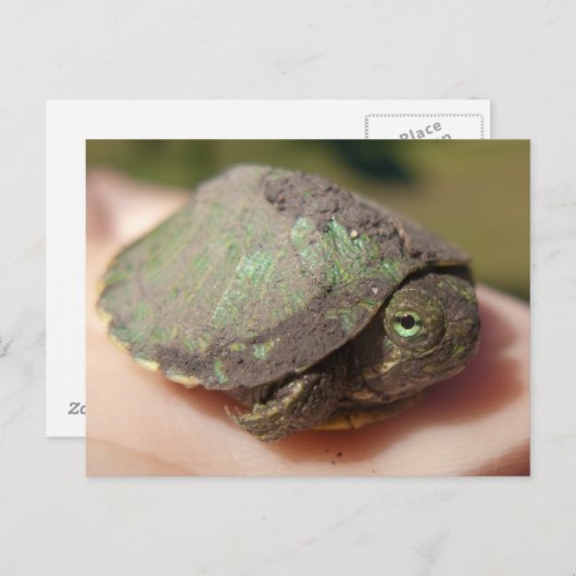 Turtle Hatchling Postcard Postkarte (Vorne/Hinten)