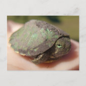 Turtle Hatchling Postcard Postkarte (Vorderseite)