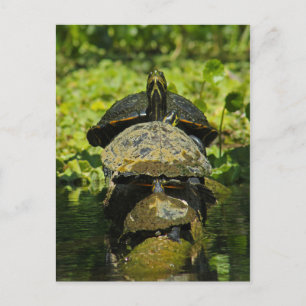 Turtle High Postkarte