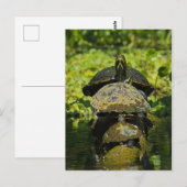 Turtle High Postkarte (Vorne/Hinten)