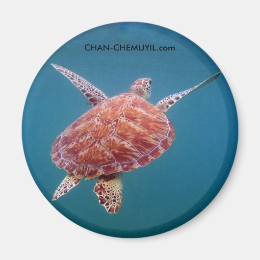 Turtle Magnet (Vorne)