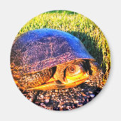 TURTLE MAGNET (Vorne)