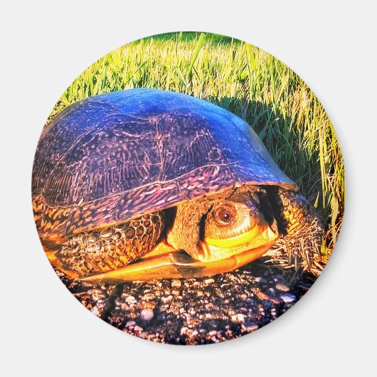 TURTLE MAGNET (Vorne)