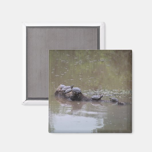 Turtle Magnet (Vorderseite/Rückseite)