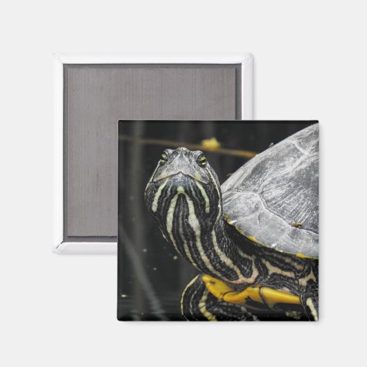 Turtle Magnet (Vorderseite/Rückseite)