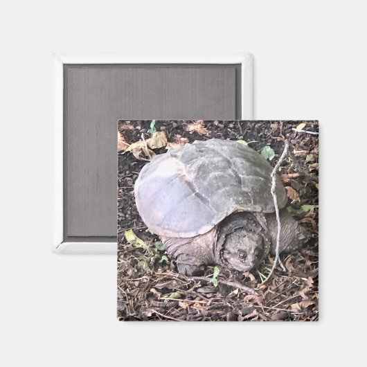 Turtle Magnet (Vorderseite/Rückseite)