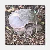 Turtle Magnet (Vorne)