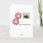 Turtle - Not Old - Birthday Karte (Rückseite)