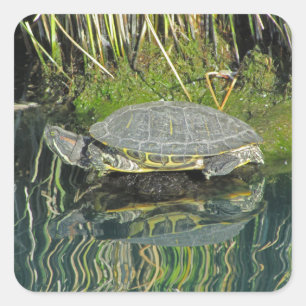 Turtle on Rock Water Reflection Foto Wildlife Quadratischer Aufkleber