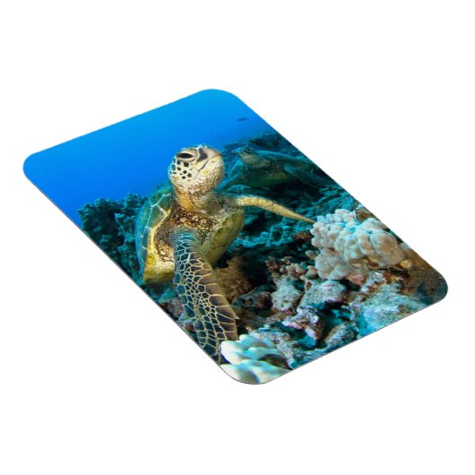 Turtle Pair Magnet (Rechte Seite)