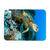 Turtle Pair Magnet (Horizontal)