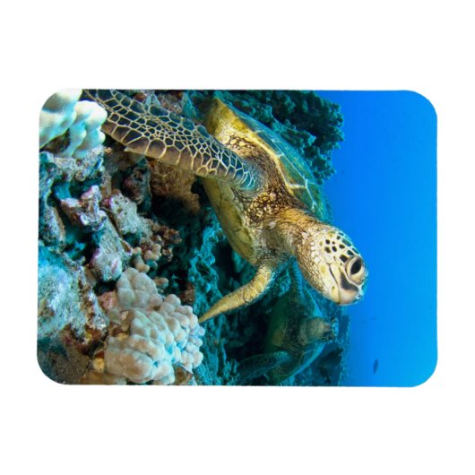 Turtle Pair Magnet (Horizontal)