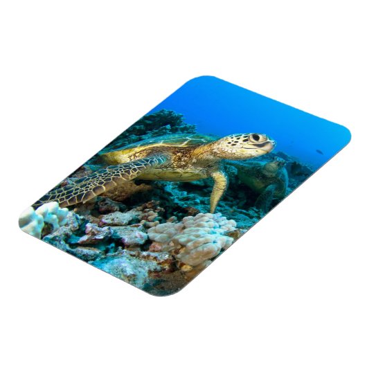 Turtle Pair Magnet (Linke Seite)