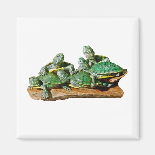 Turtle Picture Magnet (Vorne)