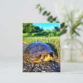 TURTLE POSTCARD POSTKARTE (Stehend Vorderseite)