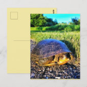 TURTLE POSTCARD POSTKARTE (Vorne/Hinten)